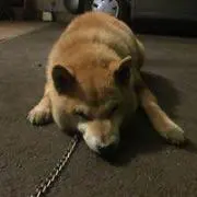 りくの画像