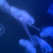 はっぺの画像