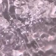 おもちの画像