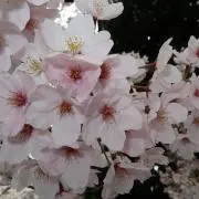 takiyana29の画像