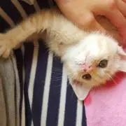 Abebeの画像