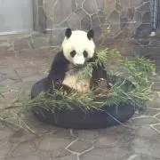Kongの画像