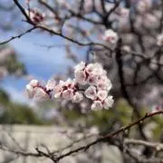 【価格交渉OK】Toshi-gasaneの画像