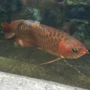りんごジュースの画像