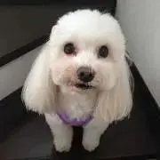 ぺこの画像