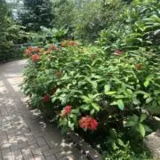 田中の画像