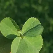 五つ葉の画像