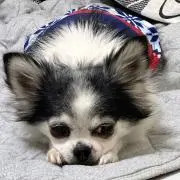 チャーム