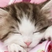 ちー