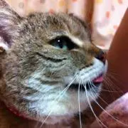 ぽぽ