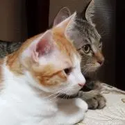 gd