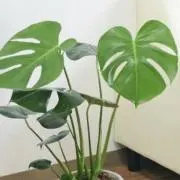 むーさん