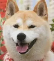 yuzu.maron2005の画像