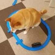 ゆずみの画像
