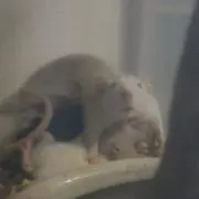あきの画像