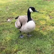 愛の画像