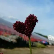 吾亦紅の画像