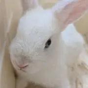 てぃあ