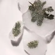 aoinaの画像