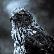 eagle※プロフィール必読