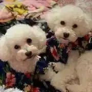 ののの画像