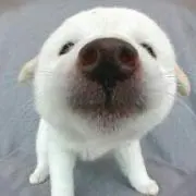 コリアンダーの画像