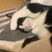 GD