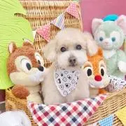 sachi