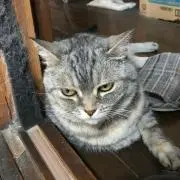 ダイキの画像