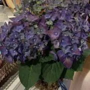 J.Aの画像