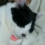はっさくの画像