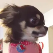 シンゴTの画像