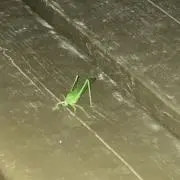 にきーの画像