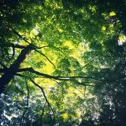 ちゅりんとの画像