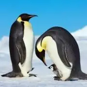 ☆ペンギン★　プロフ確認お願いします
