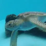 mm　発送6/9〜の画像