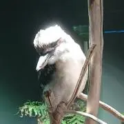 そーろの画像