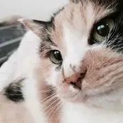 ビクトリアの画像