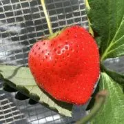 ヒメの画像