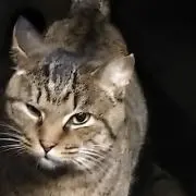 JURAAAの画像