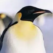 おゆかの画像