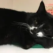 ドナのん