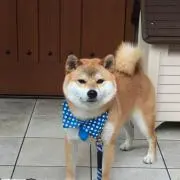 かたん
