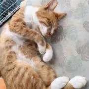 わし