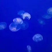 ひめにん