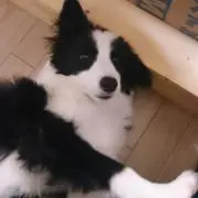 よこしょ