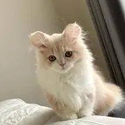 kaaaの画像