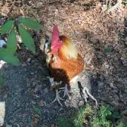 ムラカミ