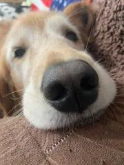 ミケのおとーちゃんの画像