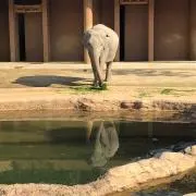 めーのの画像